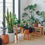 5 Exceptional Indoor Garden Ideas That Would Show Your Creativity