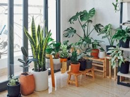 Exceptional Indoor Garden Ideas That Would Show Your Creativity