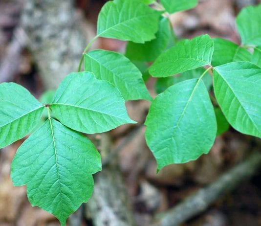 easy ways to deal with the growth of poison ivy