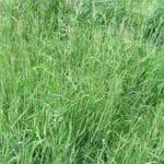 how to get rid of velvet grass in your lawn