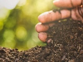 how to use compost as soil amendment