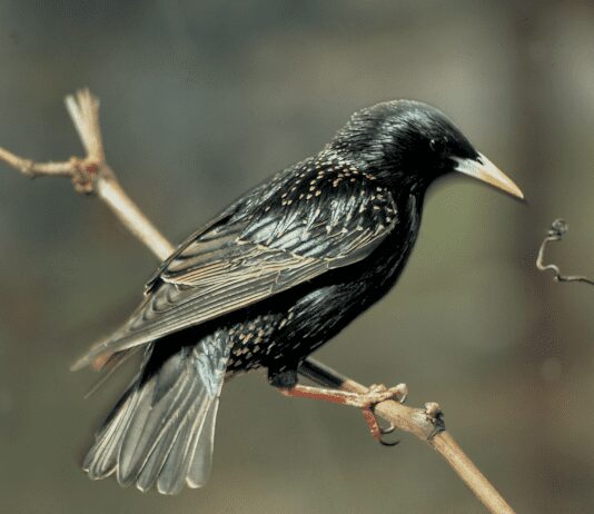 Why Birds Dig Up Lawns