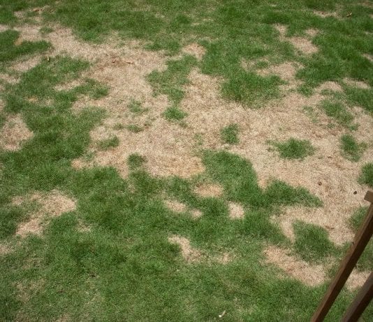 dealing with a receding lawn