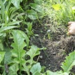 Close up of female hands pull out weeds from ground garden.