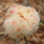 wool sower galls and how to deal with them image