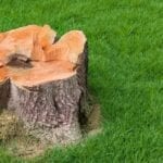 Tree Stump