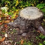 how to dry out a tree stump image