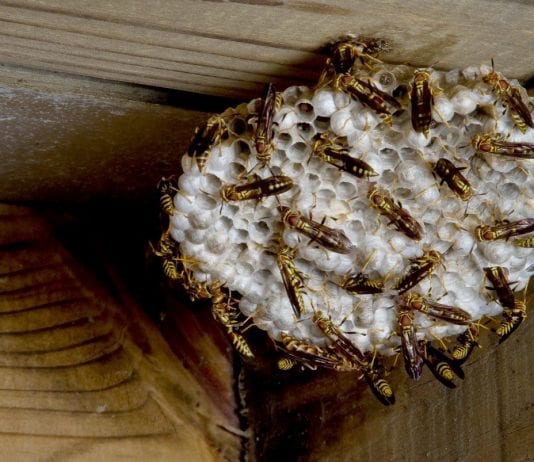 how to get rid of yellow jacket nest in eaves