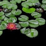 Water Lilies