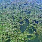 curly-leaf-pondweed