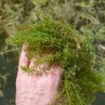 hydrilla_in_hand