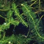 milfoil