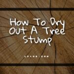 How To Dry Out A Tree Stump