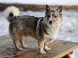 Most Popular Dogs in Sweden