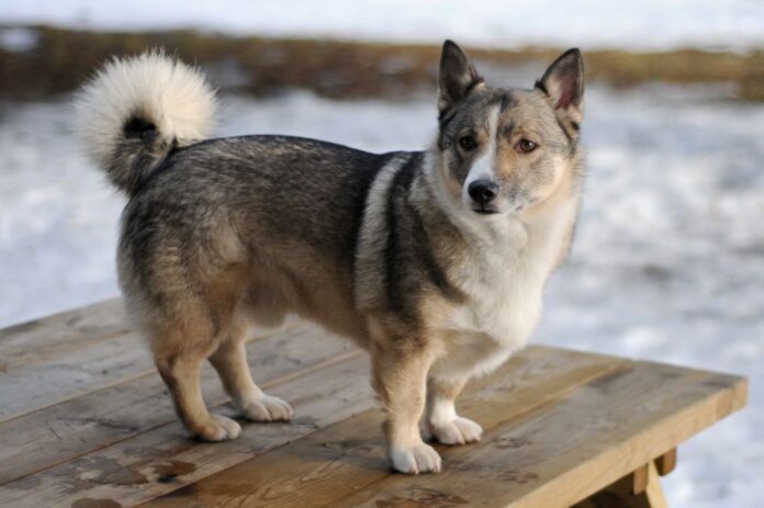 Most Popular Dogs in Sweden