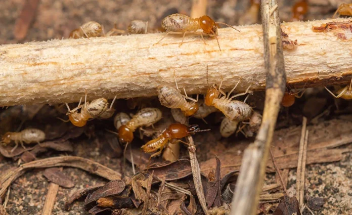 Importance of Termite Control