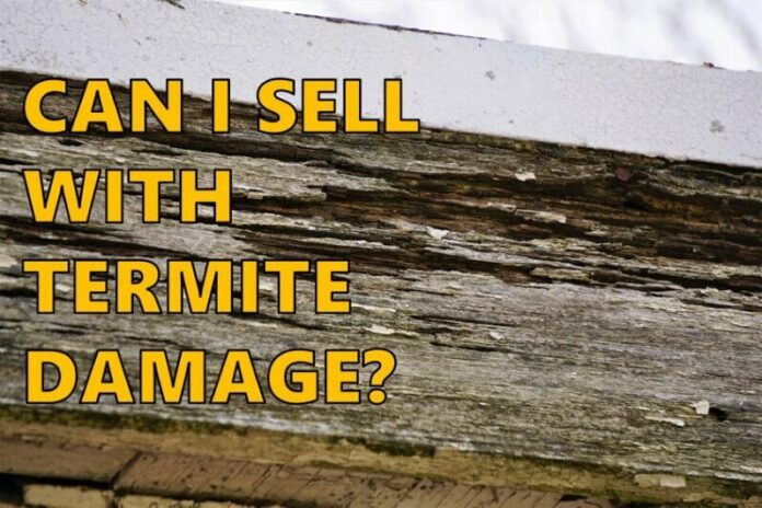 Termite damage property value